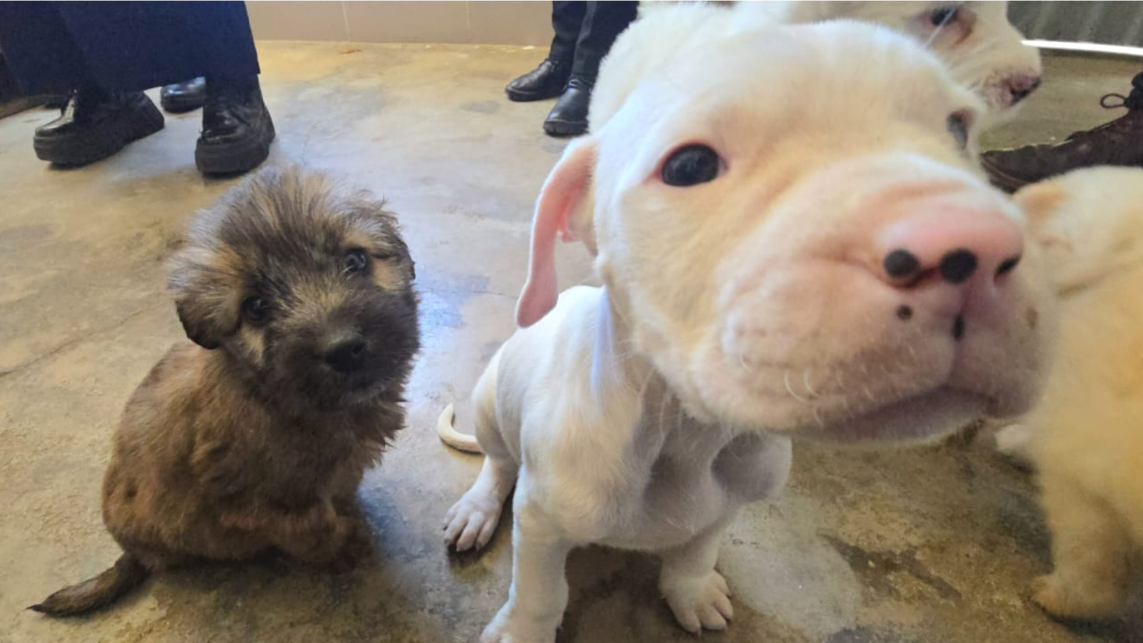 El Alto habilita adopción responsable de mascotas rescatadas mediante registro con QR 004 2026 10 06T180443.863