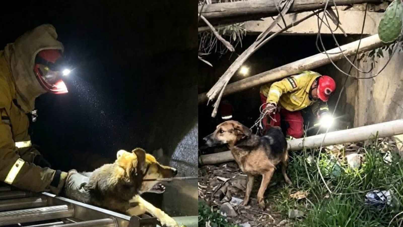 Un perro sobrevive un mes atrapado en alcantarilla y es rescatado por Bomberos en Sucre 004 50