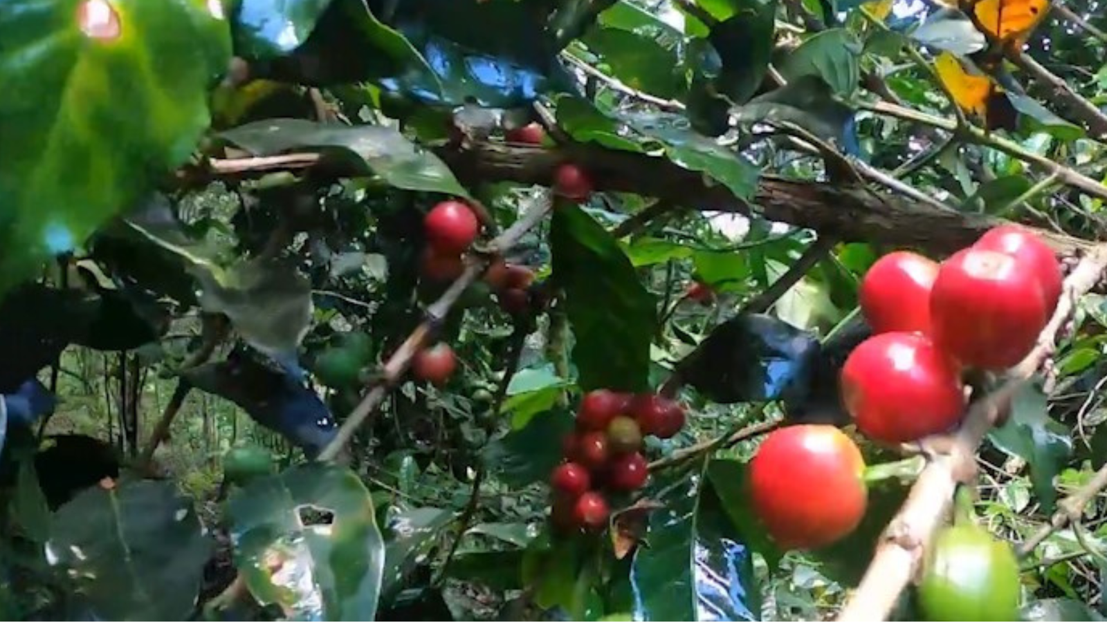 La Paz celebra el Mes del Café Paceño con más de 50 actividades para revalorizar la producción local 004 53
