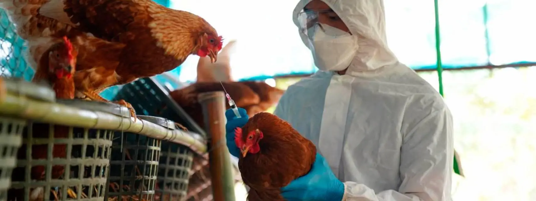 Perú declara emergencia sanitaria por 90 días tras brote de gripe aviar H5N1