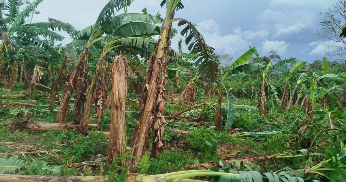 Vientos huracanados y granizadas golpean a 13 municipios de Cochabamba sin dejar daños de gravedad 1757360333510