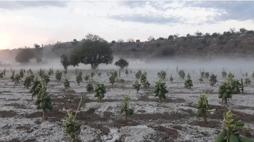 75 hectáreas de cultivos y 80 familias afectadas por la granizada en Cochabamba, según Defensa Civil 2021042321294696080