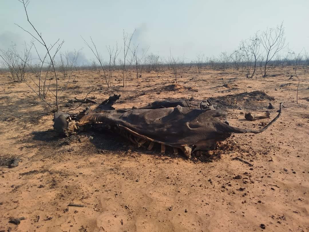 Roboré: incendios forestales consumen más de 10.000 hectáreas y dejan animales carbonizados 452876439 982350307234864 2370701836022362664 n
