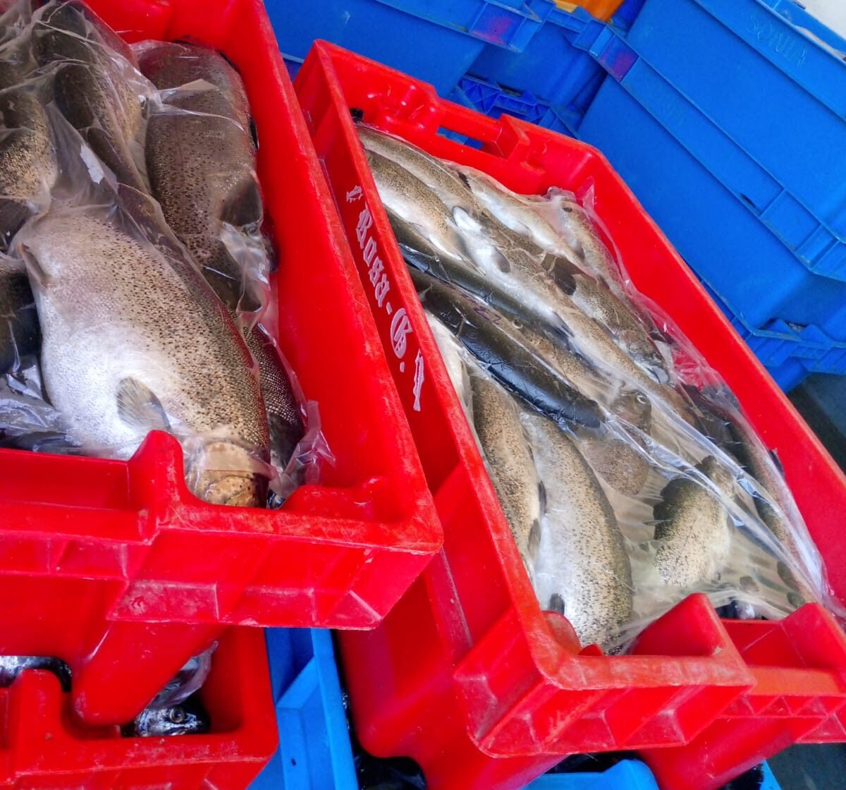 Armada Boliviana comisa 430 kilos de trucha valuados en Bs. 17.000 en el lago Titicaca 499728931 1160092049491107 307554005737590857 n e1748547308823