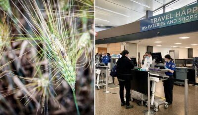 Alerta biológica: Dos chinos detenidos en EEUU por intentar introducir un hongo "agroterrorista" 2 683f751ac6861f5ba80c03db