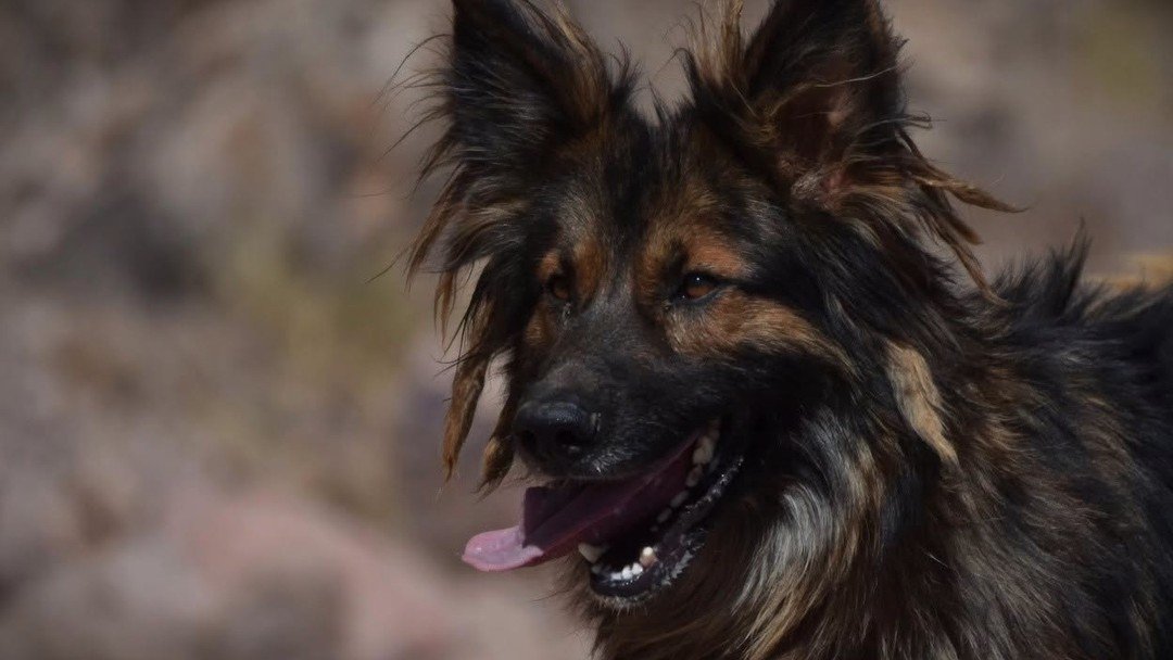 “Rex, el perrito desbloqueador” fue adoptado por el Comando Regional de Quillacollo 729877270 2067672373828169 7273024609751858663 n