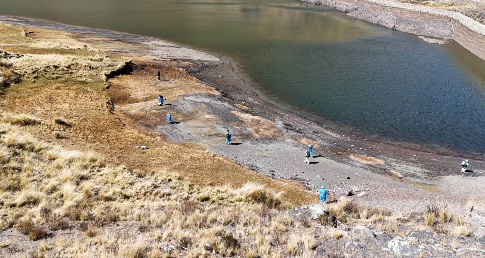 Gaviotas murieron por hipotermia en la represa de Hampaturi, confirma la Alcaldía de La Paz 737046483 1051747224203947 6447677610207103562 n
