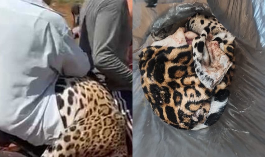 Aprehenden a hombre por biocidio de un jaguar en Beni; Fiscalía pedirá cárcel 751371749 2622894994780391 3900974410780106935 n 1 1 12