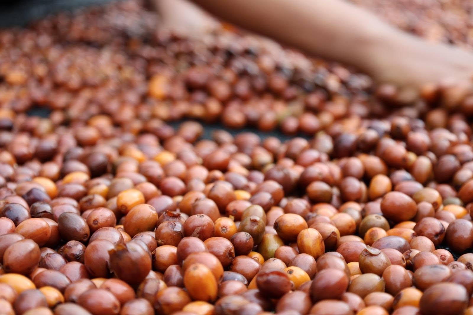 Productores agroecológicos de los Yungas realizan su primera exportación de café a Corea del Sur 762689100 1413744397632680 4474063727906415884 n