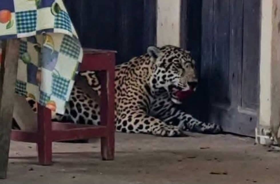 Justicia dicta 60 días de cárcel para hombre que mató a un jaguar en Guayaramerín, Beni 773343587 1641926417937223 6898657300193933273 n