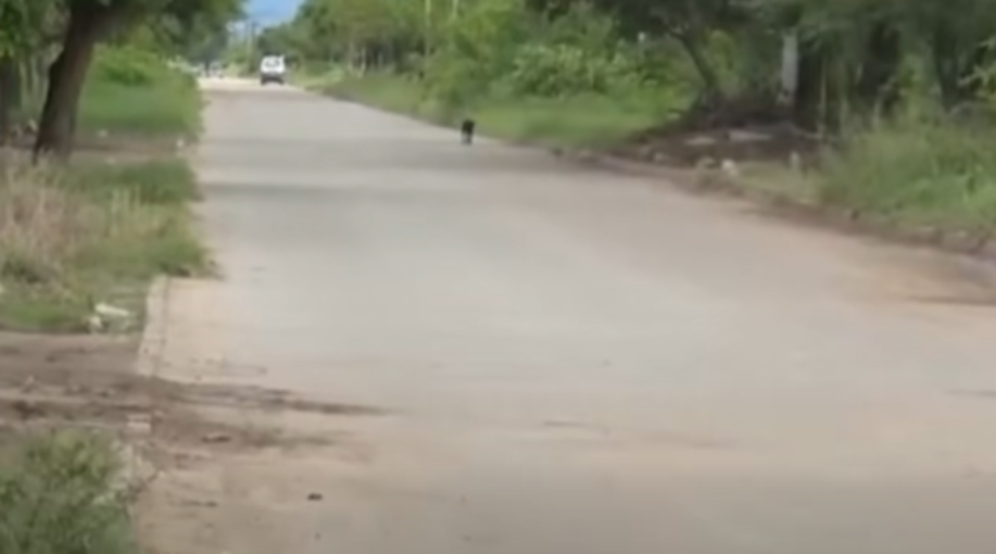 Una adolescente murió atropellada por un micro cuando se dirigía a su colegio en Santa Cruz Captura de pantalla 2026 02 24 090206