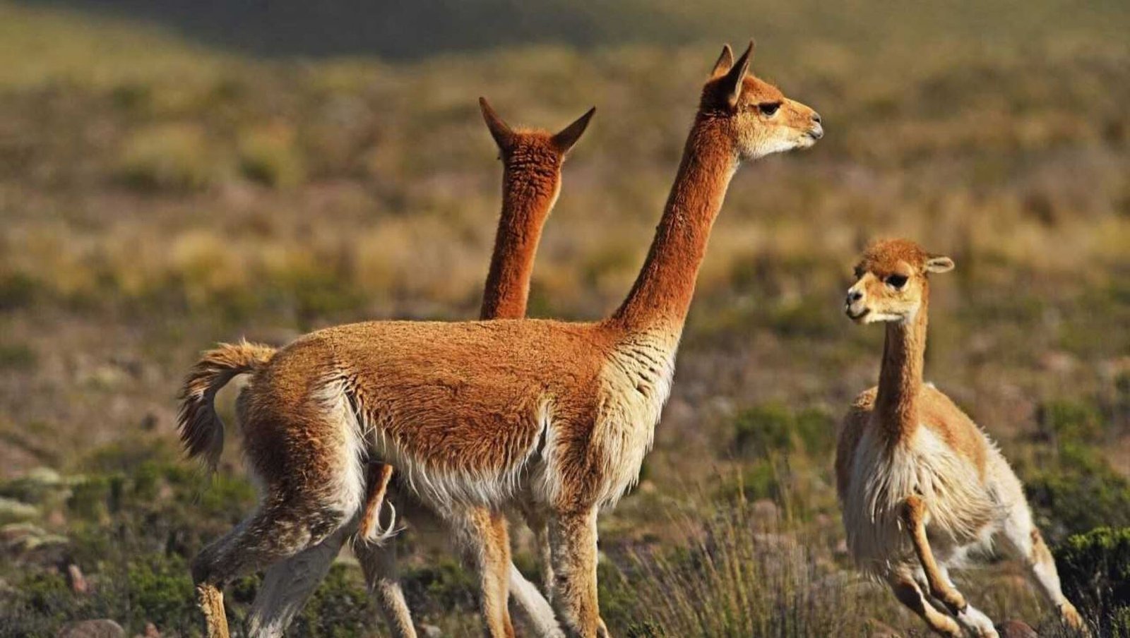 Aprehenden a dos jóvenes por presunta caza ilegal de vicuñas en Potosí Caza ilegal de vicuna Ayacucho 11 02 2020 1