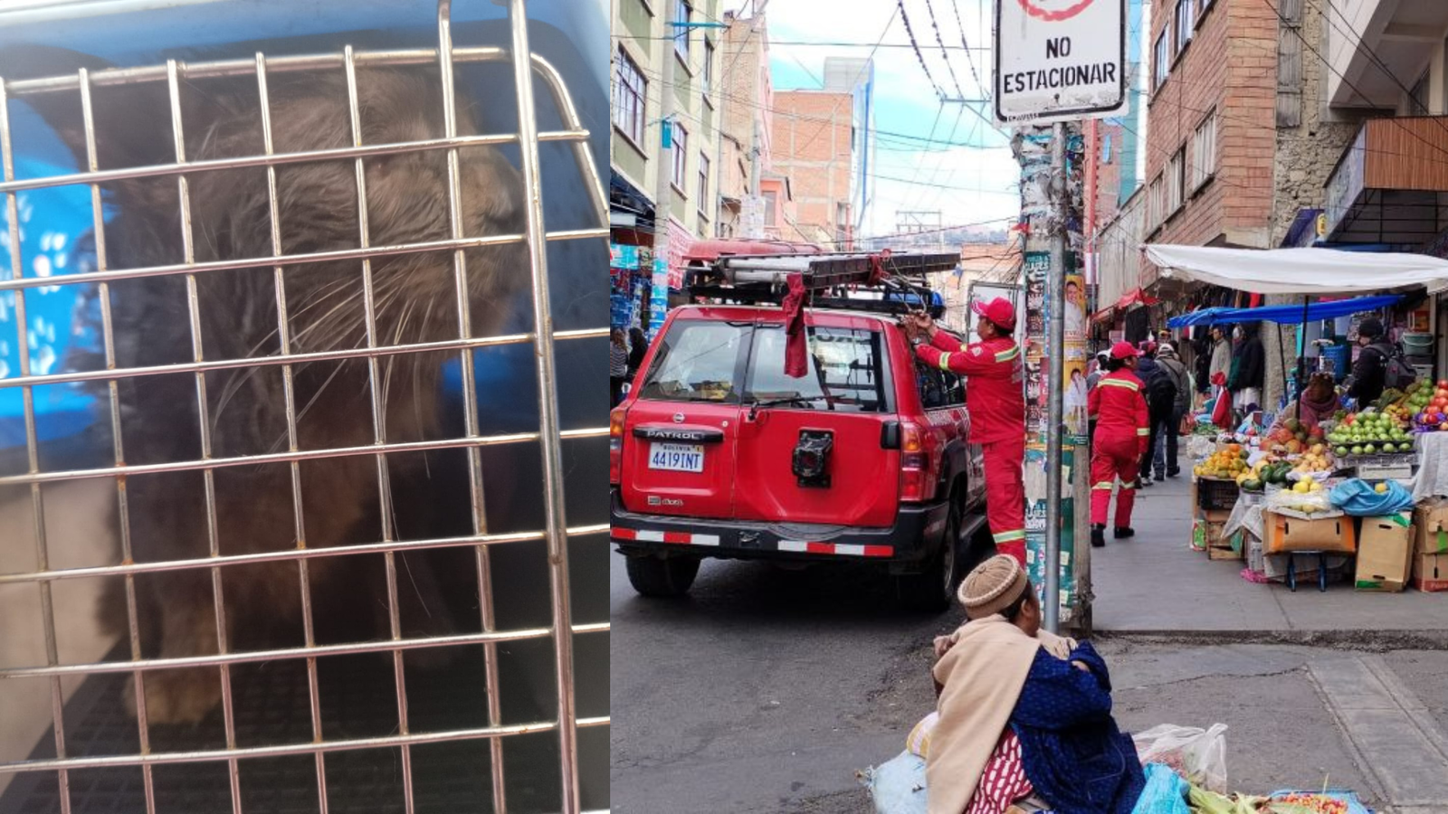 Rescatan a un gato tras dos días atrapado entre muros en San Pedro Diseno sin titulo 20260408 223007 0000 1