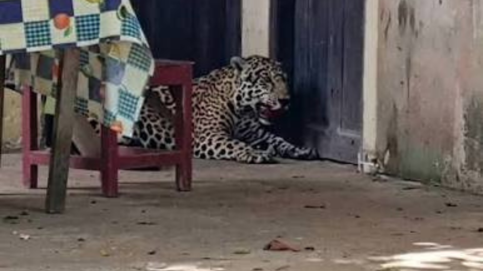 Matan a tiros a un jaguar que irrumpió en una vivienda de Guayaramerín y desató pánico entre vecinos Diseno sin titulo 20260809 125340 0000