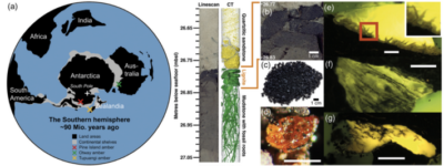Screenshot 2024 11 15 at 11 42 40 El primer ambar descubierto en la Antartida muestra que existia una selva tropical cerca del Polo Sur Robotitus