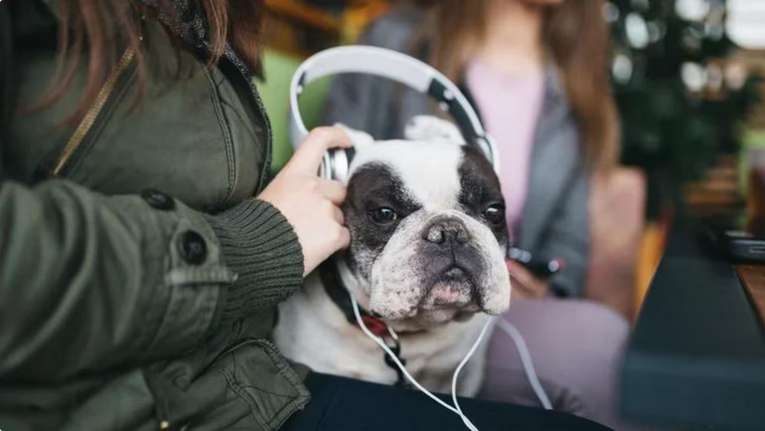 Un estudio revela los géneros musicales favoritos de nuestras mascotas Screenshot 2025 01 03 at 11 42 16 Un estudio descubrio que los perros prefieren el reggae y el rock suave a otros generos musicales Infobae
