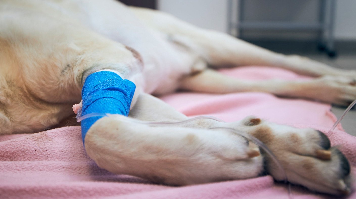 Maltrato animal: Dos canes son rescatados, pero uno de ellos perdió la vida, reporta la Policía TJjN23CW