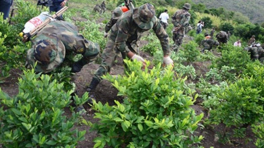 Cultivos de coca aumentaron un 10% en 2024; existe un excedente de 12.000 hectáreas, segun Unodc c erradicacion 380068 016D 1