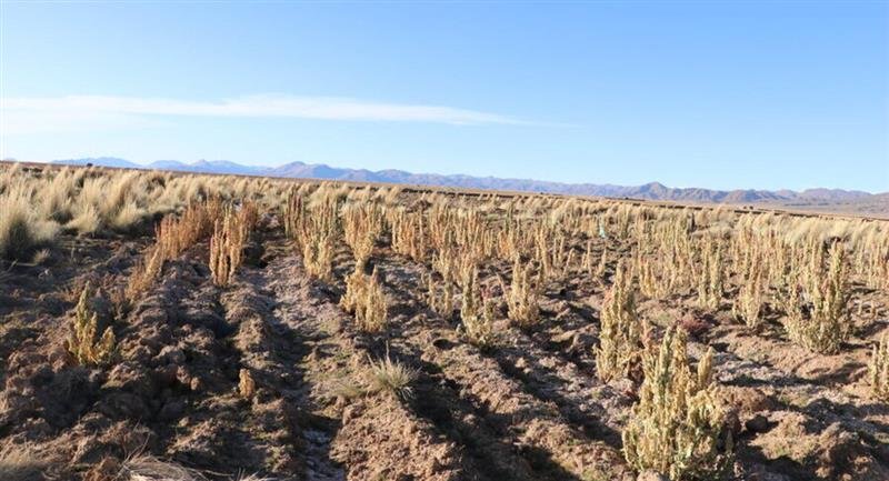 Sequía golpea a Chuquisaca: 18 municipios y más de 3.800 familias afectadas chuquisaca se declara en emergencia por la sequia 1187877 1