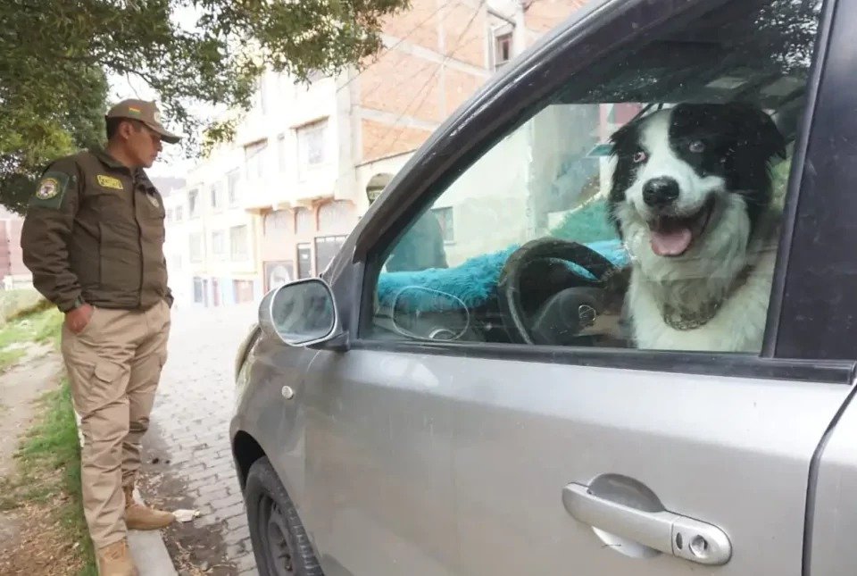 Investigan supuesto caso de crueldad animal, luego de que un perro quedara encerrado ocho horas en un vehículo ee1ef3d5 fc39 473c a77f 283f3dce876a