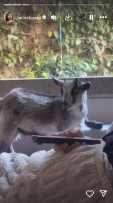 Belinda presenta a su nueva mascota exótica y genera controversia en las redes 2 f768x1 1109118 1109245 5050