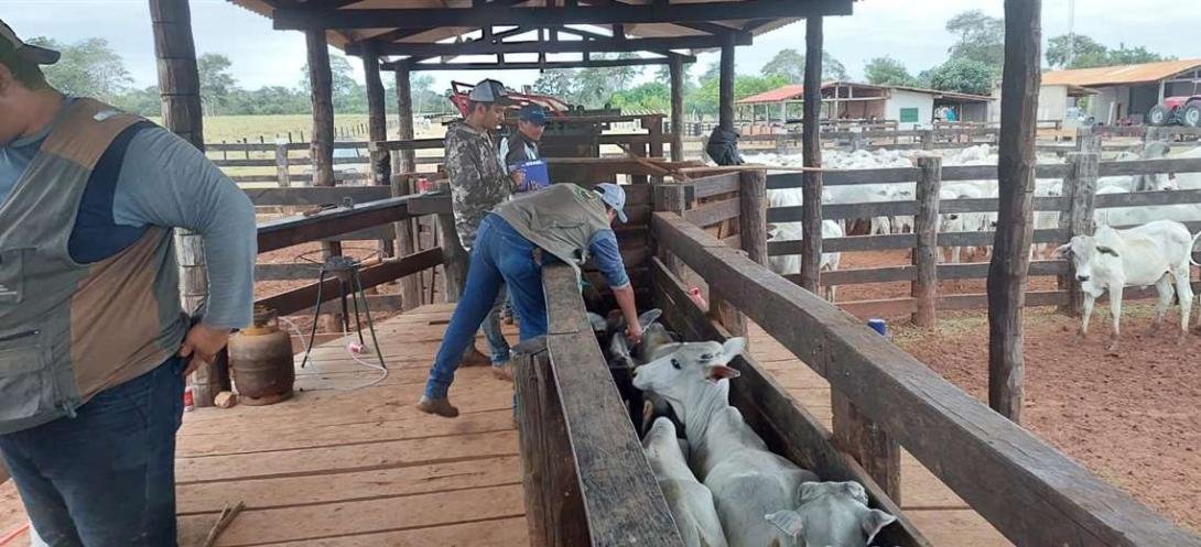Ganaderos del norte cruceño alertan sobre pérdidas por la escasez de diésel ganadera en bolivia. foto