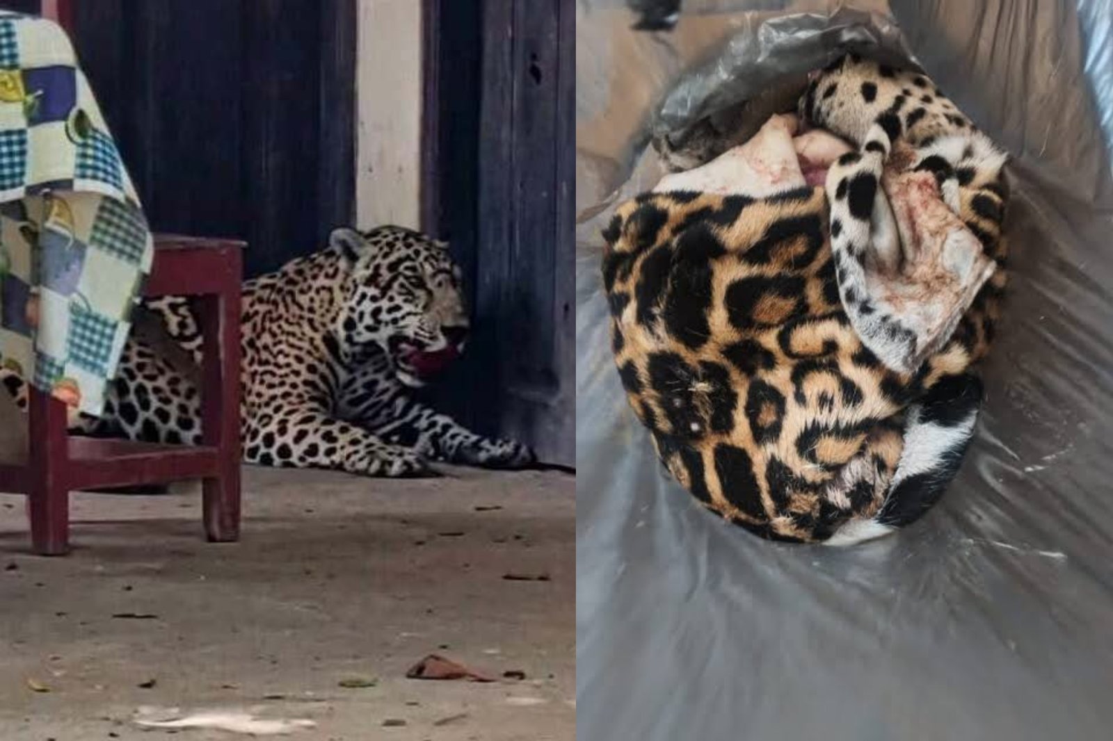 Tribunal Agroambiental se adherirá como querellante en caso del jaguar abatido en Beni gettyimages 2224610350 4
