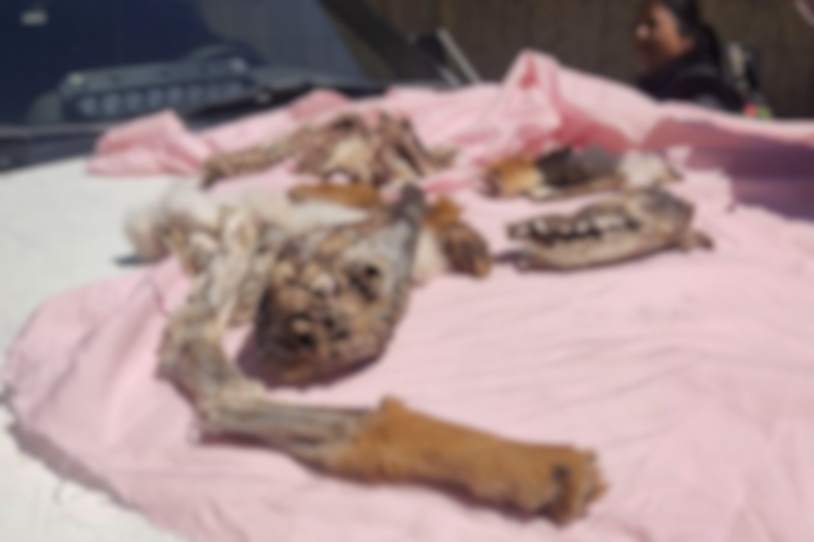 Investigan por dos delitos a mujer que ofrecía presunta carne de zorro en feria de El Alto gettyimages 2224610350 7 4 1 3 9 1 4 1 6 2 1