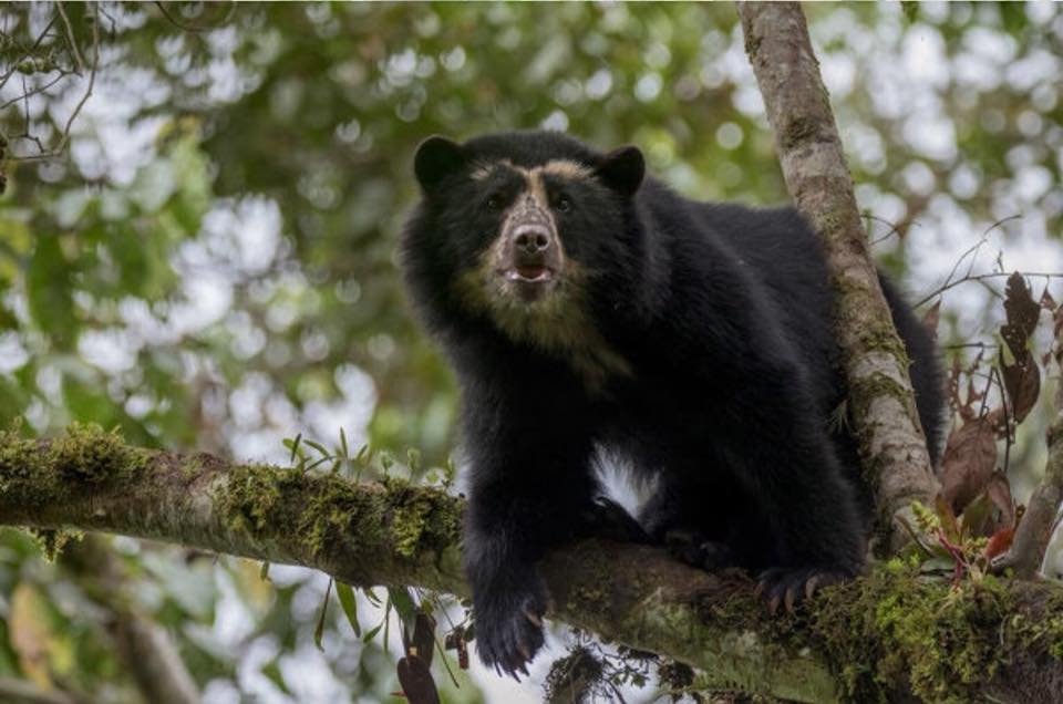 Video: Poblador reporta un oso jukumari entre las montañas de Chuquisaca oso jukumari
