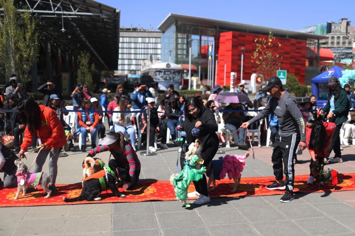 Mascotas caninas desfilarán este jueves con disfraces patrios en homenaje a San Roque rss efe3f0f376d576d953eda212a57a5a66db800f3d542w 1200x800 1