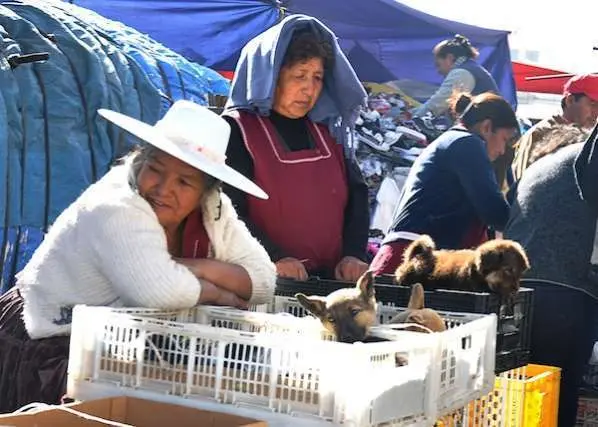 Santa Cruz: Fracasa diálogo entre Zoonosis y comerciantes de animales zoonosis